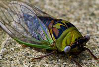 Cicada Bug